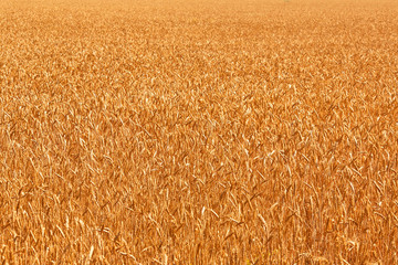 Fields of wheat at the end of summer fully ripe. Nature photo.