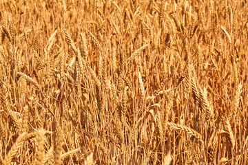 Wheat field. Ears of golden wheat close up. Beautiful Nature Sunset Landscape. Rural Scenery under Shining Sunlight. Background of ripening ears of meadow wheat field.