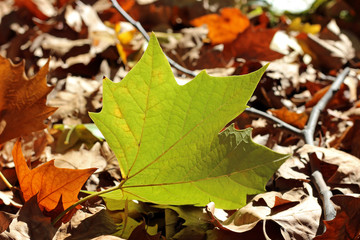 Plane tree platanus dry yellow brown green leaves autumn fall october