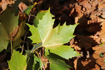 Plane tree platanus dry yellow brown green leaves autumn fall october
