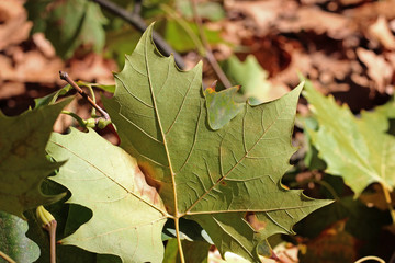 Plane tree platanus dry yellow brown green leaves autumn fall october