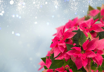 Fototapeta na wymiar pink poinsettia flower or christmas star on blue bokeh background