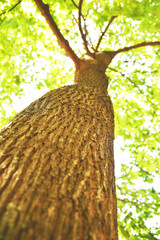 Beech tree in summer. Tree