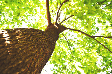 Beech tree in summer. Tree