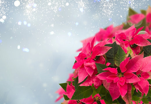 pink poinsettia flower or christmas star on blue bokeh background