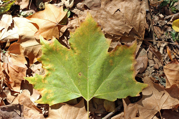 Plane tree platanus dry yellow brown green leaves autumn fall october