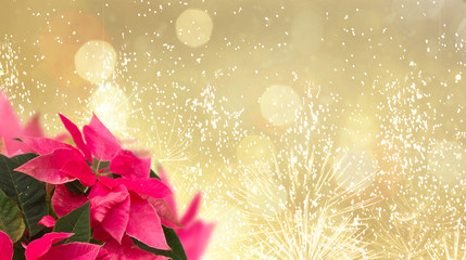 frame of pink poinsettia flower or christmas star on golden glittering bokeh background © neirfy
