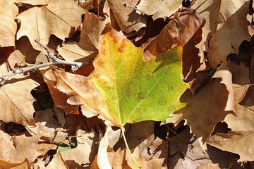 Plane tree platanus dry yellow brown green leaves autumn fall october