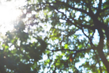 Blur natural and light background