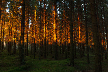 Fototapeta premium Sunset light at coniferous forest