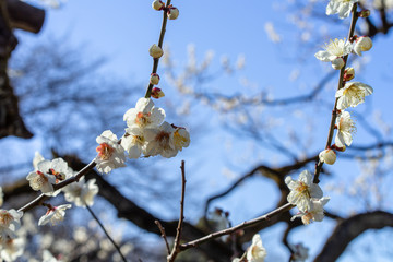 梅の花　大倉山公園にて