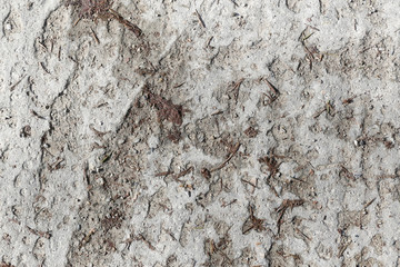 texture of painted tree bark