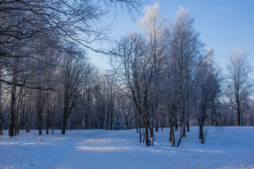 Winter landscape in clear weather. Frosty daylight at sunset