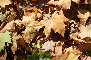 Plane tree platanus dry yellow brown green leaves autumn fall october