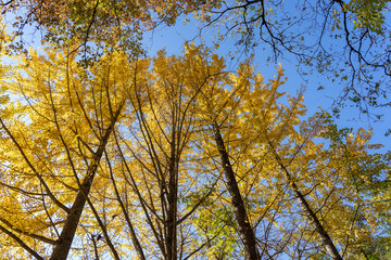 秋の昇仙峡　銀杏