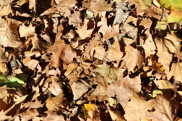 Plane tree platanus dry yellow brown green leaves autumn fall october