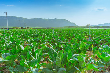Scenery of chinese kale field in Kanchanaburi,Thailand