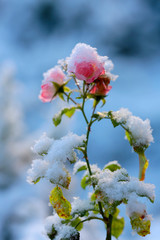 Rosenblüten mit Schnee 