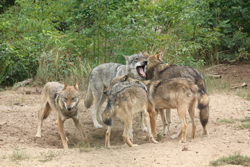 Wolfsrudel -Canis lupus- 