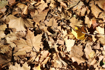 Plane tree platanus dry yellow brown green leaves autumn fall october