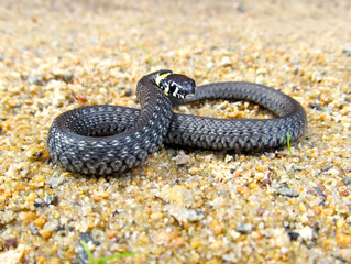 Young grass snake crawling on the pebble sand. Portrait of little reptile.