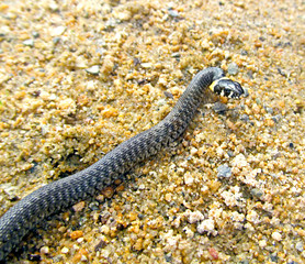 Young grass snake crawling on the pebble sand. Portrait of little reptile.