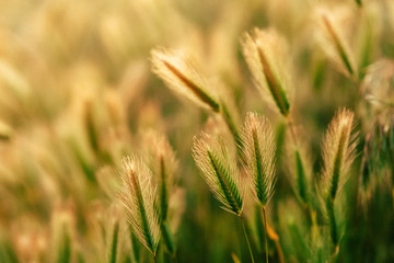 field of wheat