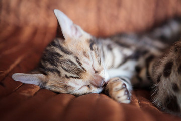 Cute bengal kitten at home