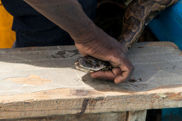 Python de Seba, Python sebae, baguage, Parc national des oiseaux du Djoudj, Sénégal