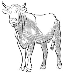 vector illustration of a cow