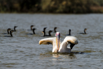 P&eacute;lican blanc, .Pelecanus onocrotalus, Great White Pelican