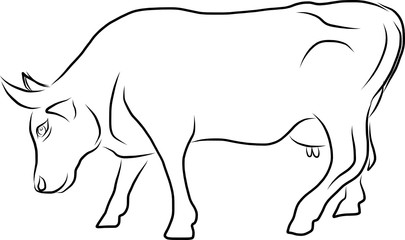 vector illustration of a cow
