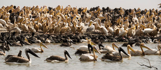 Fototapeta premium Pélican blanc, .Pelecanus onocrotalus, Great White Pelican
