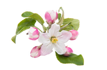 Obraz na płótnie Canvas apple flower