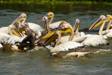 P&eacute;lican blanc, .Pelecanus onocrotalus, Great White Pelican