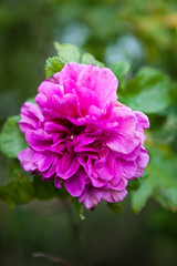 Purple rose blooming outdoors close view