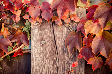 Naklejka na ściany i meble Herbstliche rote Blätter an Holz 