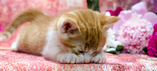 ginger striped kitten lies snout down on a colorful fabric among peony flowers