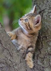 kitten color tabby climbing a tree