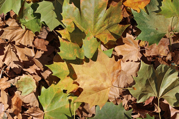 Plane tree platanus dry yellow brown green leaves autumn fall october