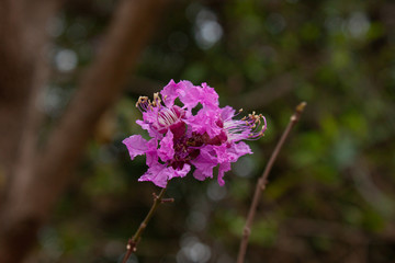 Pink Flora Endangered species. Selective focus on beautiful pink flowers of Physocalymma scaberrimum against blurred background.  Brazilian Cerrado specie.