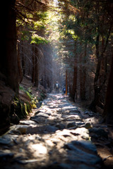 Forest road with person