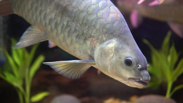 Kelah Or Empurau or Mahseer In Aquarium,Kelah (Malay) also known as Mahseer (Indian), Kurriah, Kukkhiah, Kajra in Southern India.