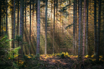 Sunbeams in forest morning