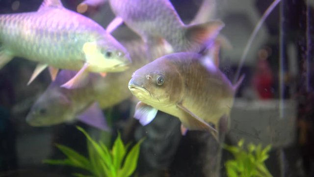 Kelah Or Empurau or Mahseer In Aquarium,Kelah (Malay) also known as Mahseer (Indian), Kurriah, Kukkhiah, Kajra in Southern India.