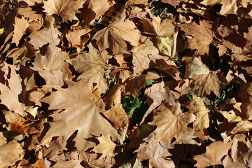 Plane tree platanus dry yellow brown green leaves autumn fall october