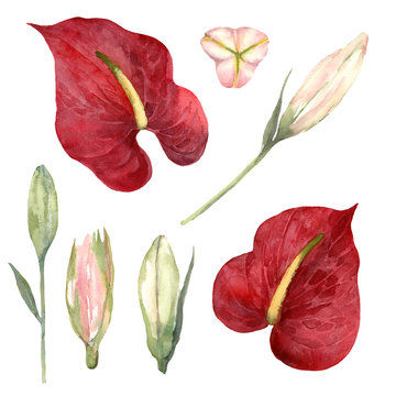アンスリウム　水彩画 Anthurium Watercolor Images – Browse 5,366 Stock Photos
