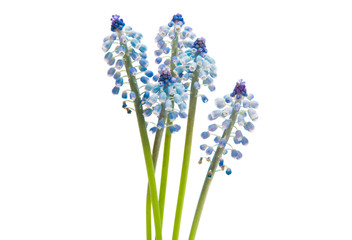 muscari isolated