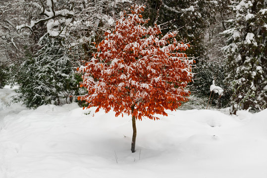 Snow on a lonely tree with bright autumn yellow red leaves