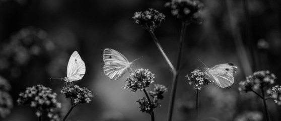 butterflies on flowers close up in the garden